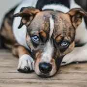 为什么狗的眼睛会流泪？