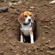 比格犬为什么喜欢挖洞？
