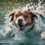 为什么有些狗很怕水而另一些则非常喜欢游泳和玩在水中的游戏吗？