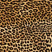 有哪些购买渠道可以获得豹猫皮产品？
