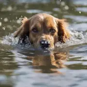 为什么狗狗会游泳？