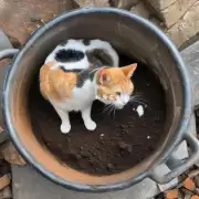 如果我的猫咪经常在盆里刨泥或挖洞怎么办？这有什么影响么？