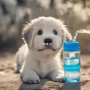 你应该每天给小狗多喝水吗？