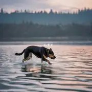 为什么狗会在水面上停留一段时间后才决定继续前进或者返回岸边呢？