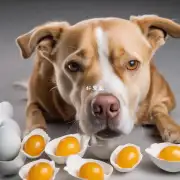 当使用蛋黄为宠物提供营养补充剂的时候需要注意什么方面才能确保它们能够得到充分吸收并发挥最大的功效？
