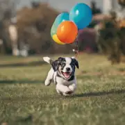 小狗为什么经常追逐气球却不知道如何抓住他们？