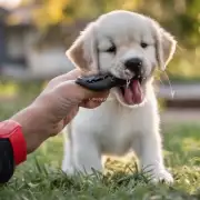 如果你的小狗有咬人的习惯怎么办？