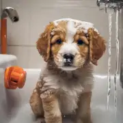 幼犬洗澡会不会导致它们感冒？