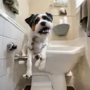 为什么狗会在厕所里打滚或翻转？