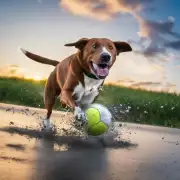 为什么狗有时喜欢追逐球或其他物体吗？