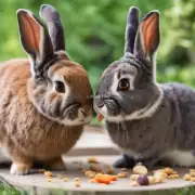 如何正确地喂食宠物兔？