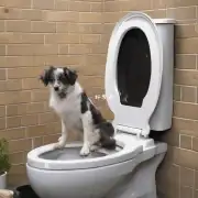 如何教狗狗使用厕所和拉屎的位置在哪里？