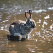 如何判断一只兔子是否缺水了？