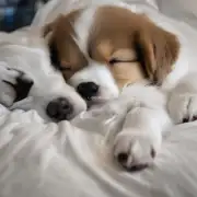 我们的小狗现在非常嗜睡是什么原因导致的？