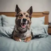 狗为什么会在你睡觉的时候突然跳起来并开始叫唤？