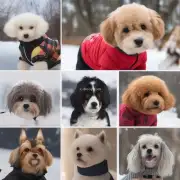 我们如何确保我们的宠物狗穿上了合适的衣服以保持温暖？