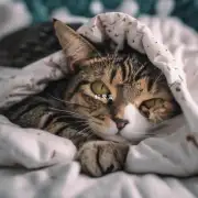 为什么猫喜欢躺在床上打盹呢？