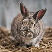 为什么有些兔子会有腹泻的症状呢？