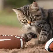 为什么猫咪不喜欢运动呢？