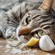 如果一只猫不吃东西一天会怎样呢？