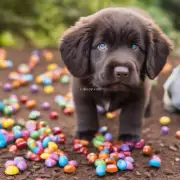 为什么不能让小狗吃巧克力糖果？