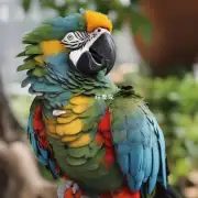 金刚鹦鹉为什么叫声？
