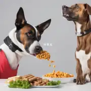 哪些因素会影响我们决定何时让狗狗进食新的食物或零食时？