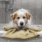 如果使用毛巾擦拭狗狗身上时不小心弄湿了自己怎么办？