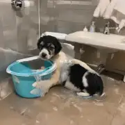 小狗病好多久了多久才能够洗呢？