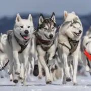 什么是阿拉斯加雪橇犬？