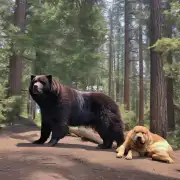 比熊犬大概什么时候会变大呢？