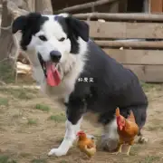 为什么狗会咬鸡？