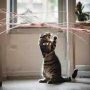 我们的猫总是试图咬住电线家具或其他物品怎么办？