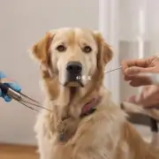 如果我想让一只金毛犬接受预防针应该怎么做呢？