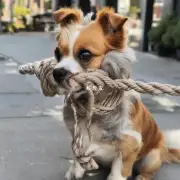 如何在狗身上系上绳索？