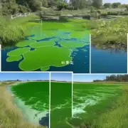 什么是蓝绿藻这一术语？它与藻类有何不同之处？