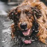 为什么狗狗经常舔自己的脸使它变得又脏又粘?