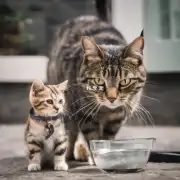 猫为什么不愿意分享食物或水给你？