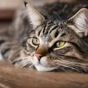 什么是引起猫咪呼噜声最常见的原因之一？
