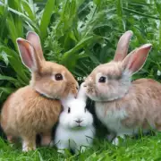 什么是最佳饲养环境条件对于养育兔子来说最重要的因素是什么？