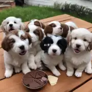 请问小狗可以吃巧克力吗？