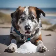狗吃了盐会怎样？