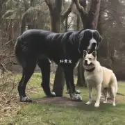灵缇犬是一种中大型狗种吗？