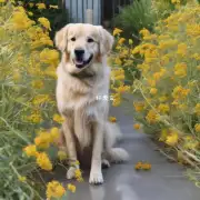 我想让我家的金毛犬接受一次免疫程序化疗法IPV它能帮助我家的狗获得更好的免疫力吗？