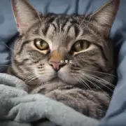 在猫咪中发现呼噜声音的原因是什么？