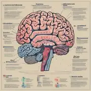 为什么会出现男人和女人的大脑结构不同？这与性取向有什么关系吗？