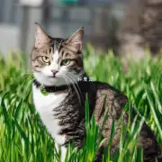 为什么猫不吃猫草？