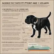 什么是电流和电压对宠物的影响呢？