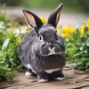 如果你想要购买一只宠物兔子有哪些注意事项需要注意到哪些方面？