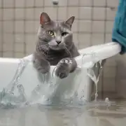 纯种猫多久可以洗澡？